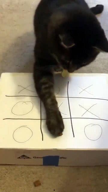 下猫视频在线观看,在线观看萌态百出的猫视频 第2张 下猫视频在线观看,在线观看萌态百出的猫视频 第2张